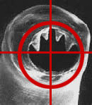 Антипаразитная программа в Торонто